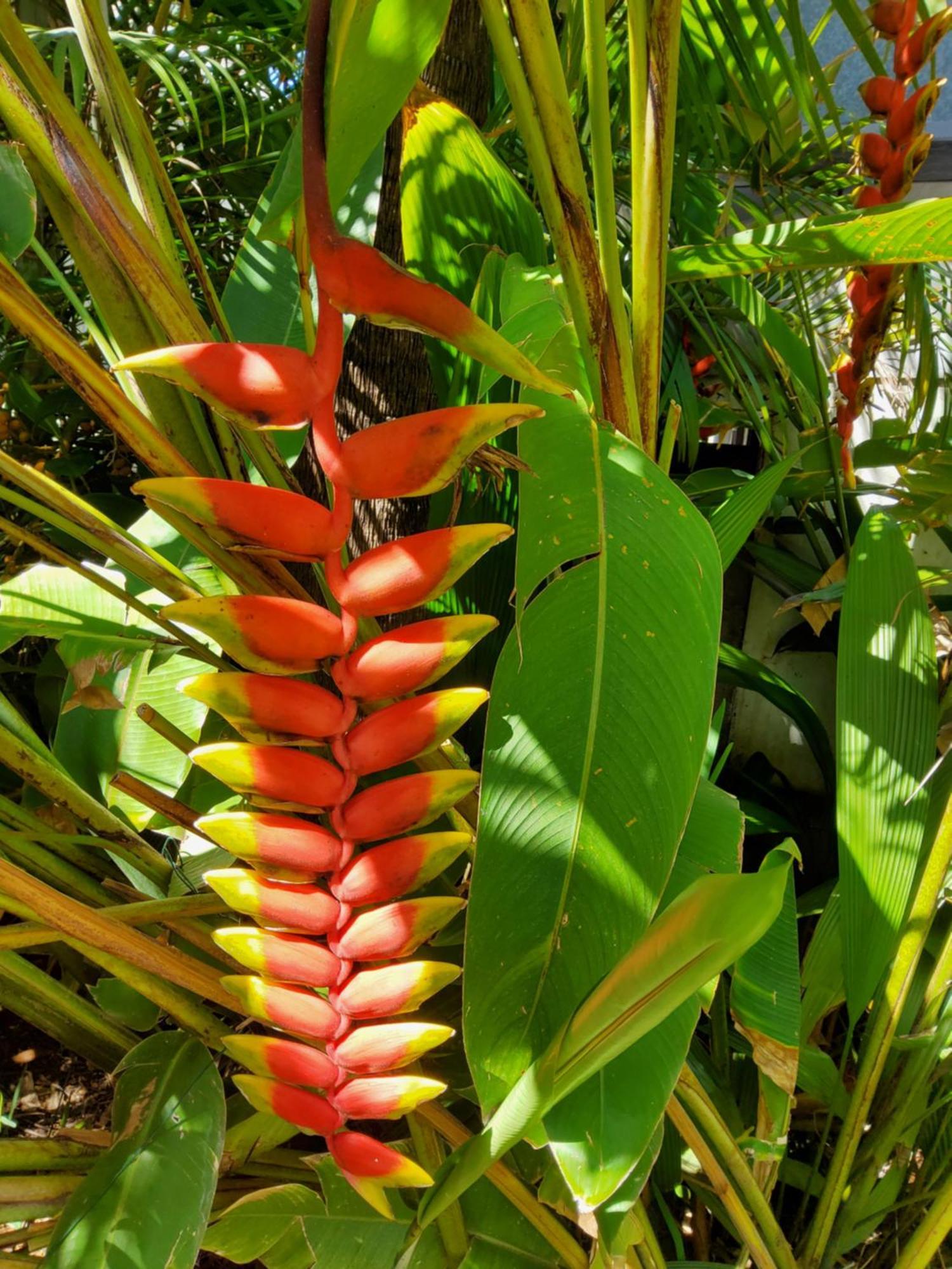 Beaute Tropicale Saint Pierre Exterior foto